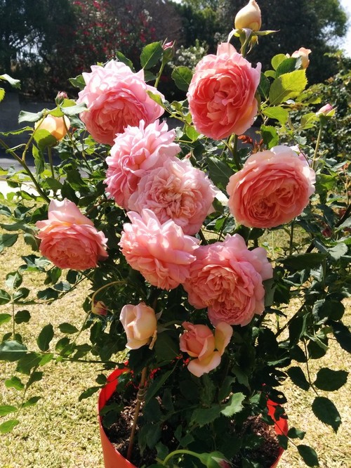 Hoa Hồng Bụi Jubilee Celebration (David Austin)
